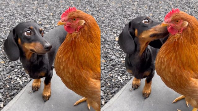 Il tenero Bassotto fa amicizia con la nuova amica di casa: una gallina (VIDEO)