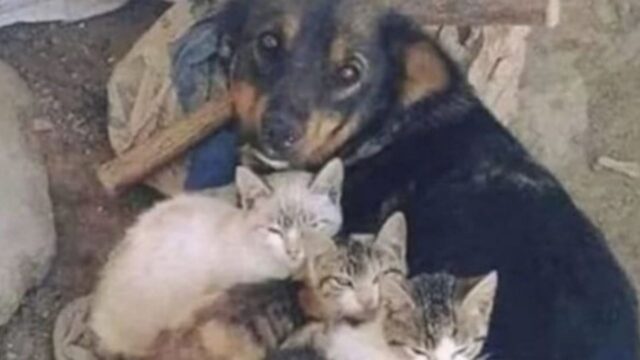 Naida, la cagnolina con un cuore enorme che ha salvato tre gattini abbandonati nell’immondizia