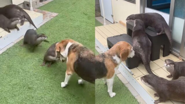 I cagnolini sono dei grandi amici delle lontre e amano passare il tempo giocando insieme (VIDEO)