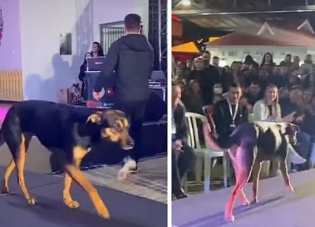 Il cane di strada “invade” il concorso di bellezza e viene applaudito da tutto il pubblico