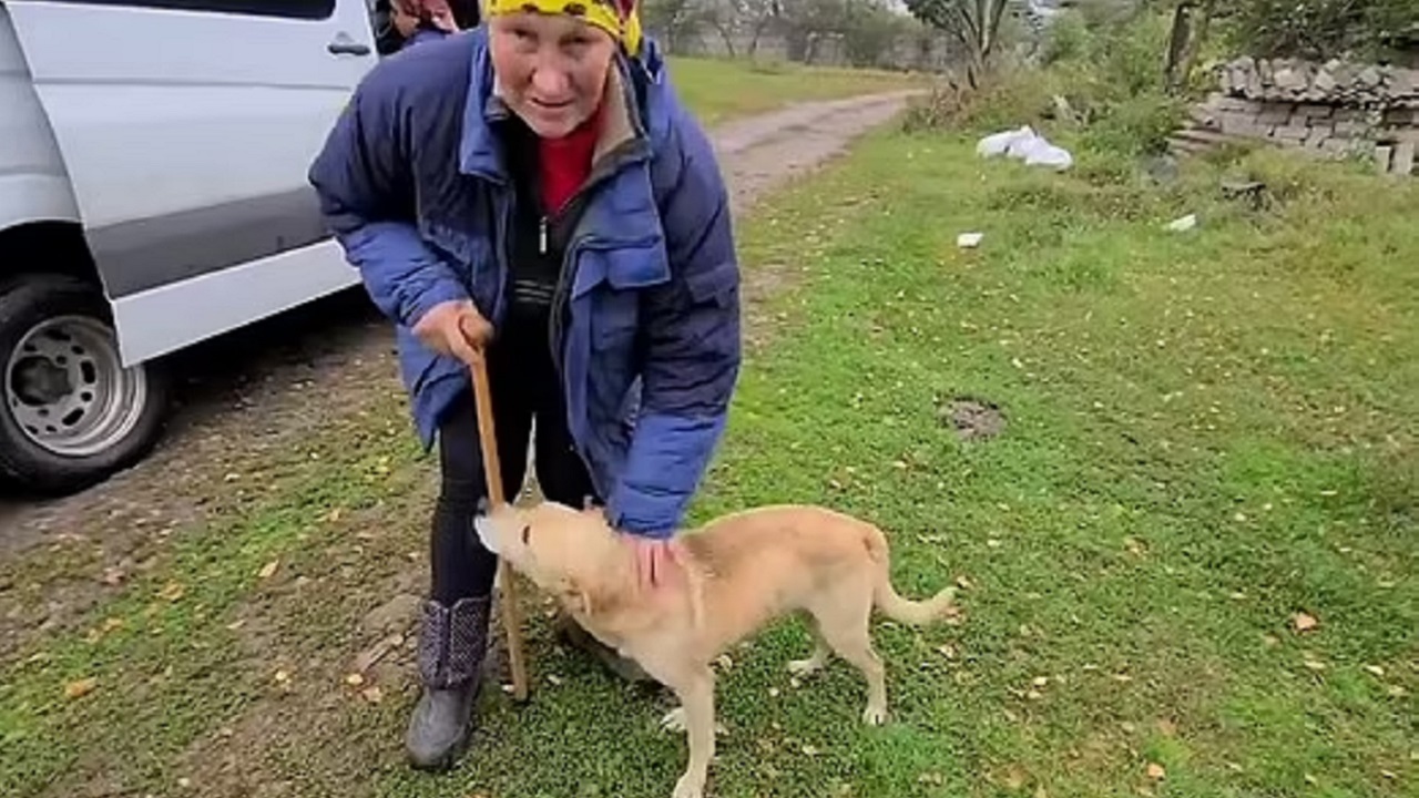 cane perso a Kherson