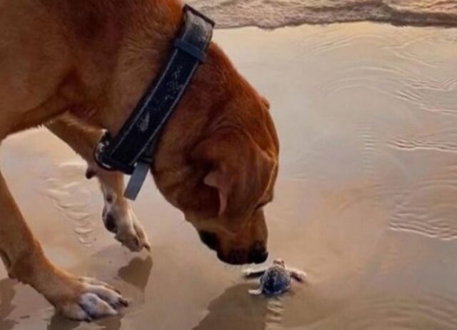 Il cane gentile ha dedicato la sua vita a una causa speciale: aiutare le piccolissime tartarughe