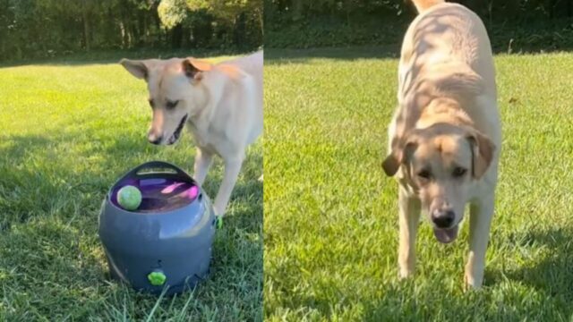 Il cagnolone ha trovato qualcuno sempre disposto a lanciargli le palline, una macchina instancabile (VIDEO)