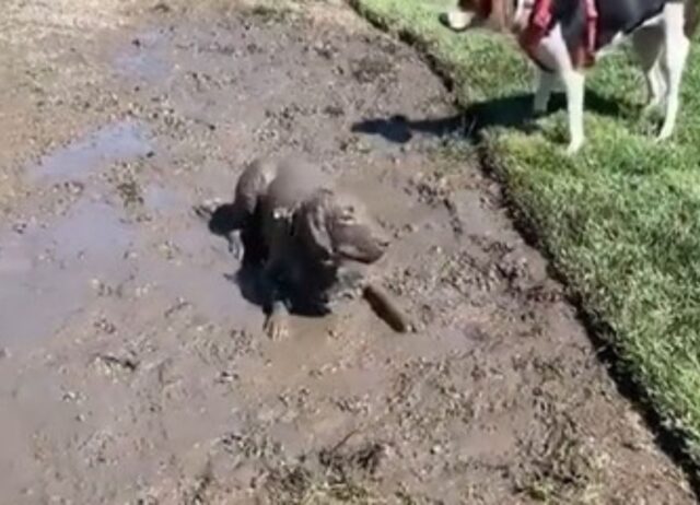 Il cane giocherellone finisce per cambiare completamente il colore del suo mantello e il padrone si dispera (VIDEO)