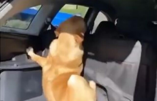 Il cane imbranato non ha calcolato bene la forza del suo salto e ha dato una testata (VIDEO)