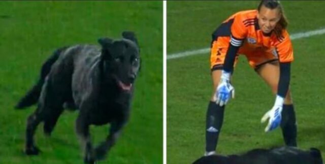 Il cane invade il campo da calcio durante la partita solo per essere accarezzato dai giocatori