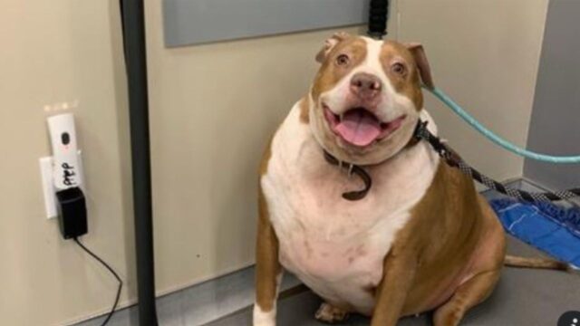 La Pit Bull con l’ipotiroidismo era obesa e non la voleva nessuno. Poi si è trasformata