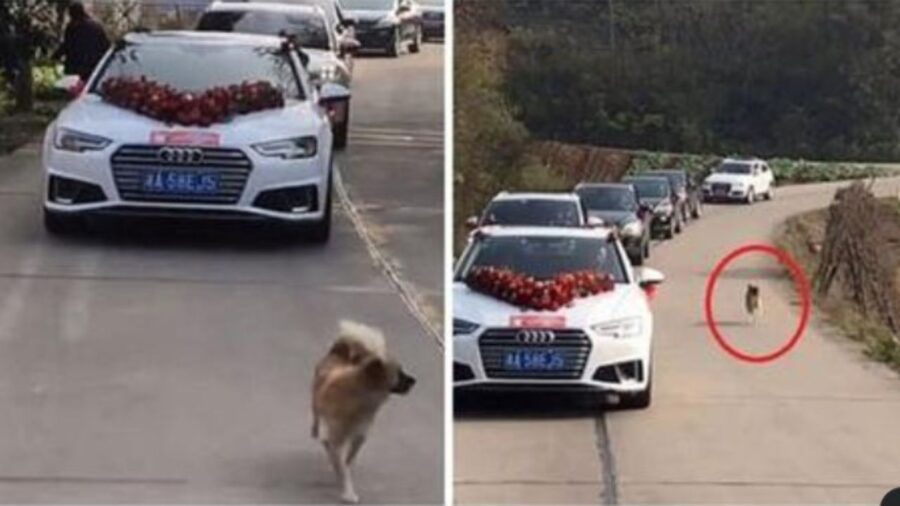 cane segue macchine al matrimonio