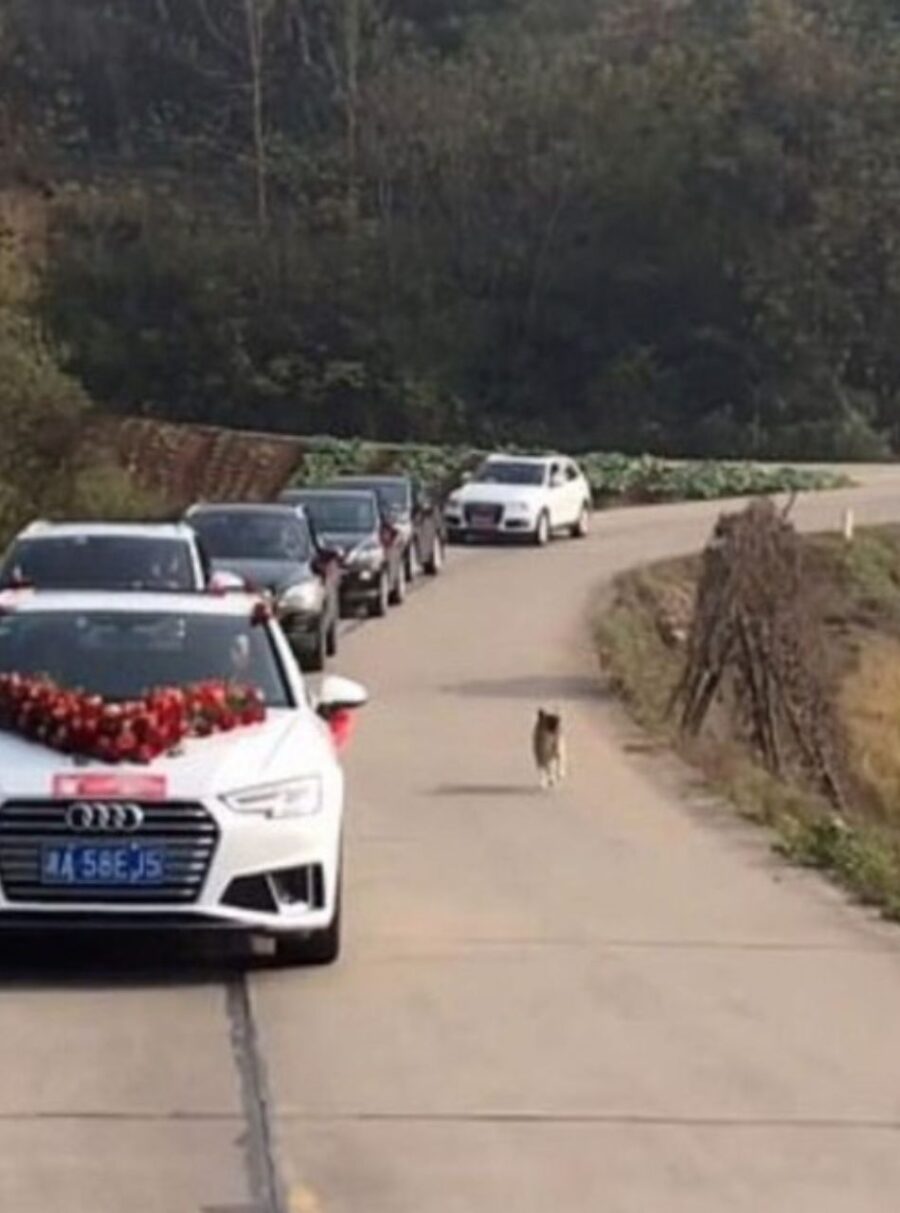 cane segue macchine al matrimonio