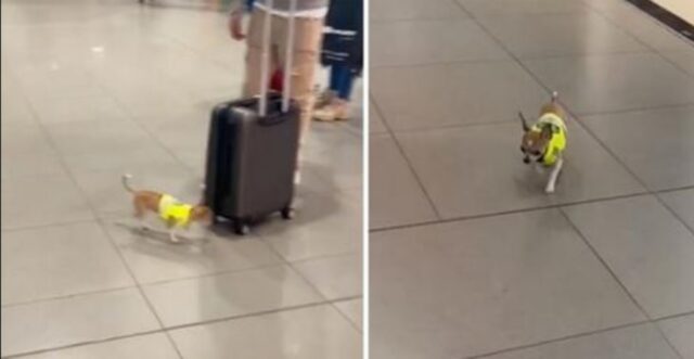 un cane in aeroporto