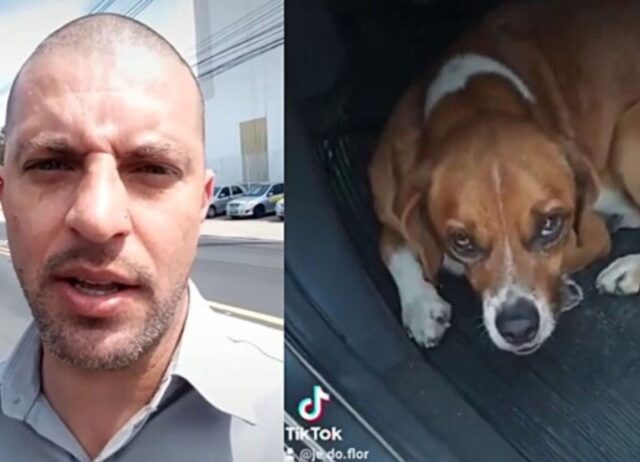 Questo adorabile cane randagio sale su un auto, si rifiuta di andarsene e “costringe” il ragazzo ad adottarlo (VIDEO)