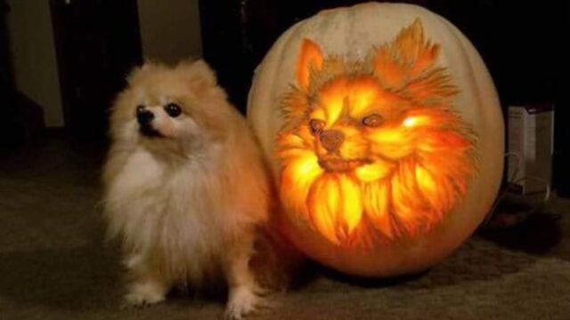 Il papà di questo Pomerania trascorre ore e ore a intagliare una zucca che sia il perfetto ritratto del suo cane