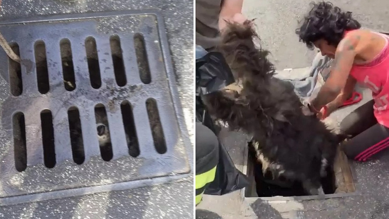 cane  Lollo scomparso a Roma