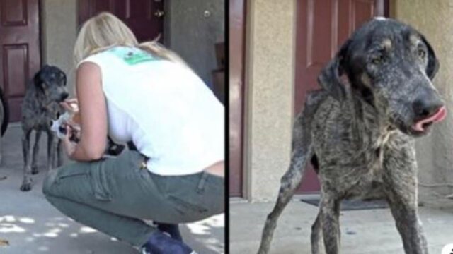 Il proprietario del cane pensava che fosse morta due anni fa, ma i soccorritori l’hanno trovata: viveva sola in montagna