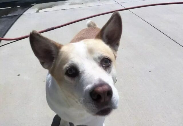 Cane smarrito da 3 anni ritrova il suo papà umano: la gioia è incontenibile