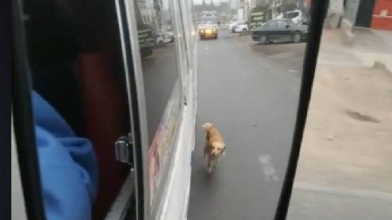 video virale del cane che rincorre l'autobus