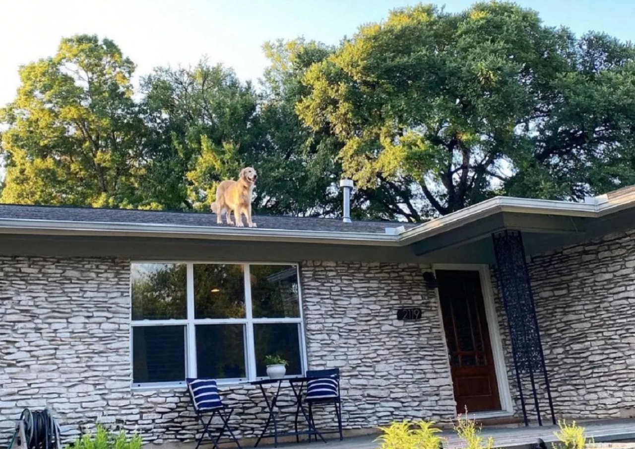 cane sale sul tetto di casa