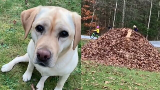 Il cagnolone vuole stupire la sua padrona, così si tuffa in una montagna di foglie (VIDEO)