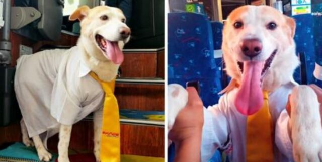 Il cucciolo di cane viene adottato e assunto dalla società di trasporti: ora indossa anche la divisa