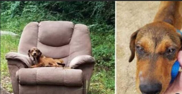 Il cucciolo affamato è stato gettato in strada su una poltrona ed era troppo spaventato per allontanarsi e cercare cibo