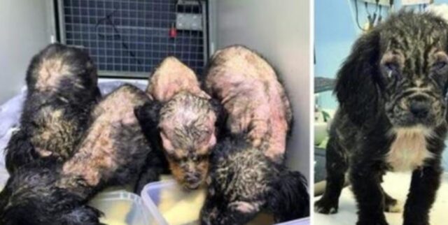 Hanno trovato quattro cuccioli di cane in condizioni critiche, ma uno di loro era davvero diverso