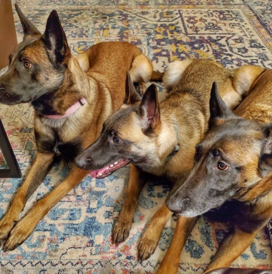 tre cani amici