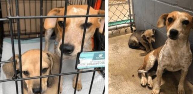 La mamma cane vuole nascondere il cucciolo che sta per essere soppresso per dargli una seconda chance