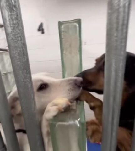 due cani che si baciano