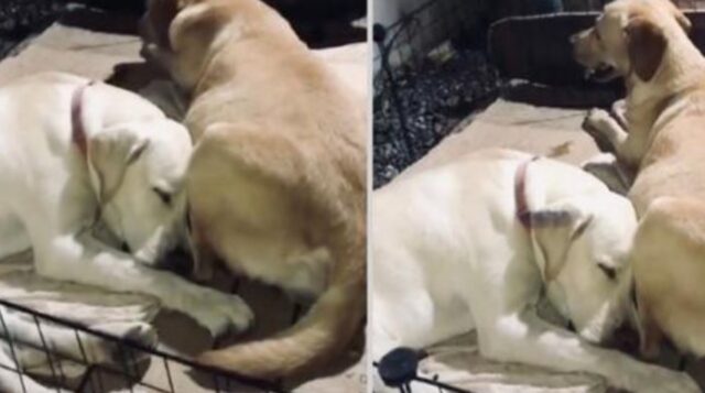 La cagnolina è pronta per il parto e il suo amato compagno non intende lasciarla da sola