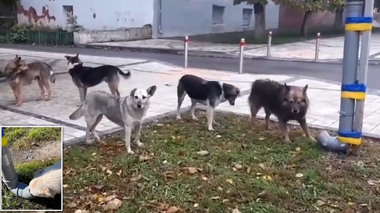 Cani affamati in Ucraina
