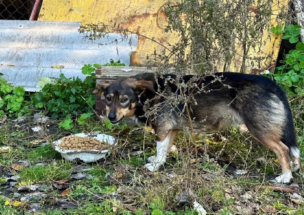 cibo per cani in Ucraina