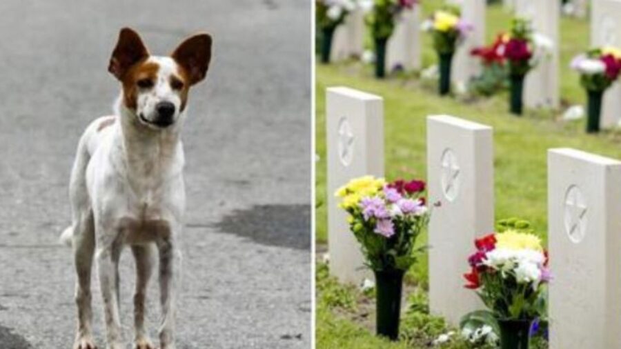 cani aspettano padroni morti