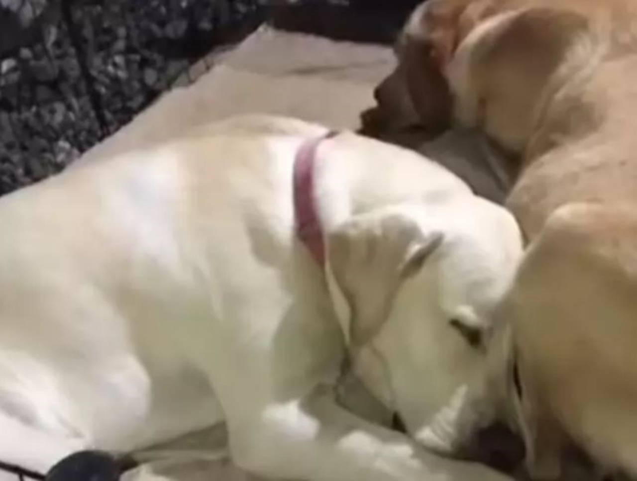 un Labrador maschio poggia la testa su un Labrador femmina