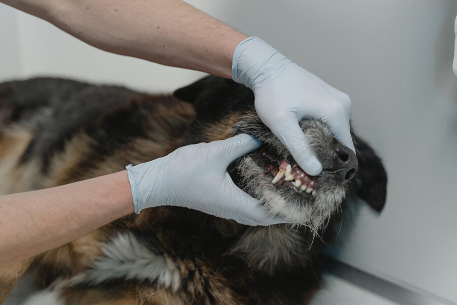 capire l'età del cane attraverso i denti