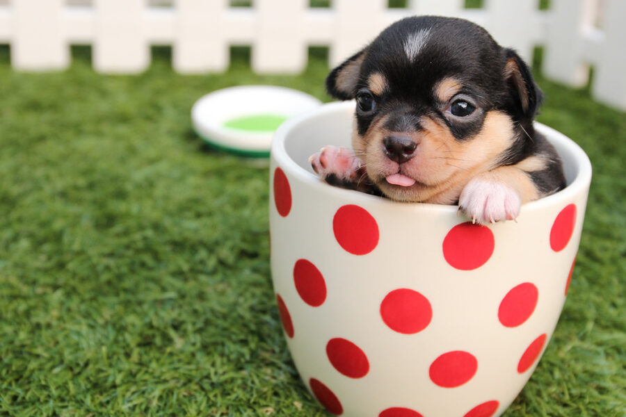 capire l'età del cane giovane