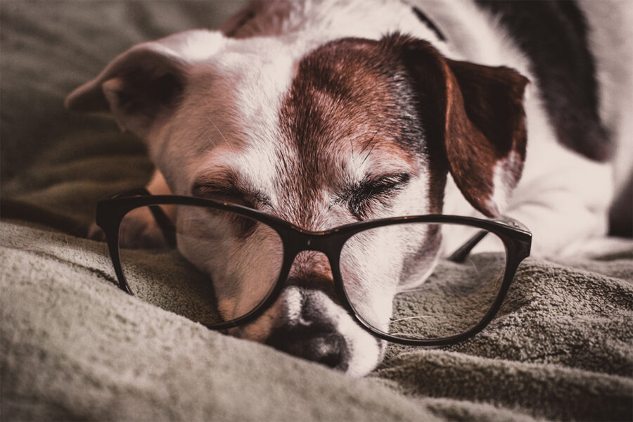 capire l'età del cane vecchio