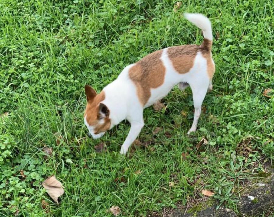 cane cammina sul prato verde