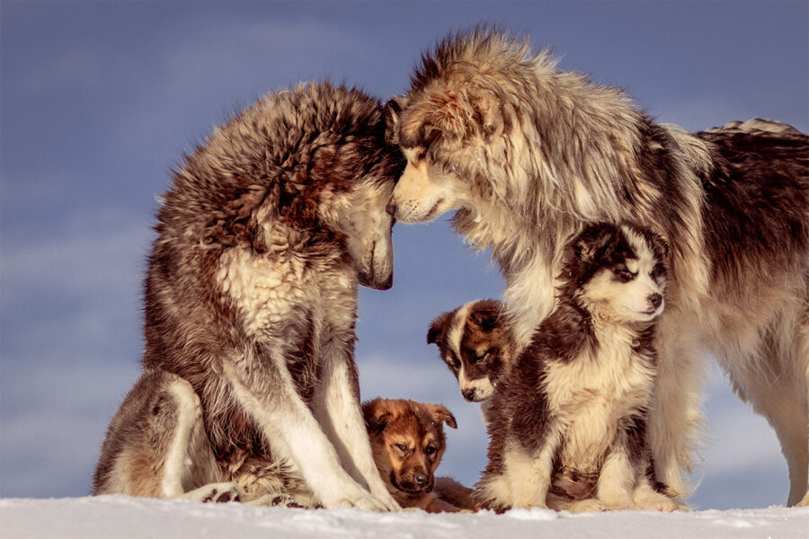 colostro per cani funzione