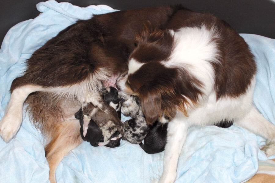 colostro per cani in allattamento