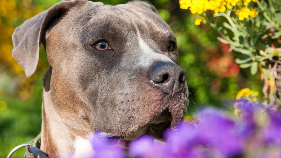 amstaff tra i fiori