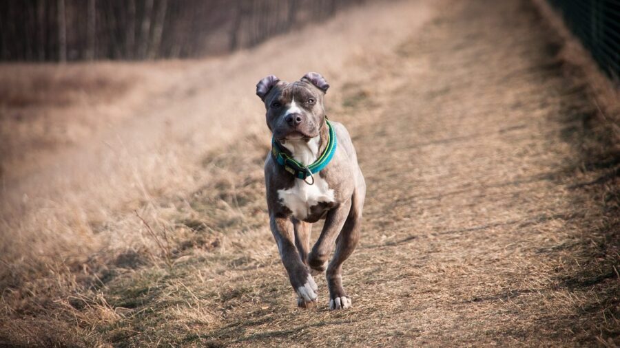 cane amstaff che corre