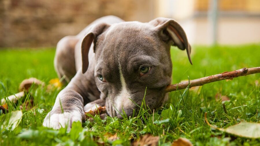 amstaff cucciolo