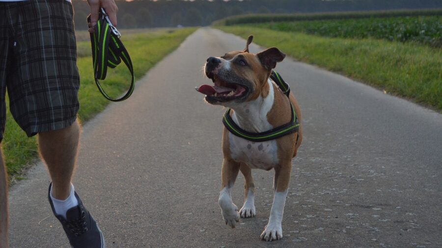 amstaff che fa una passeggiata