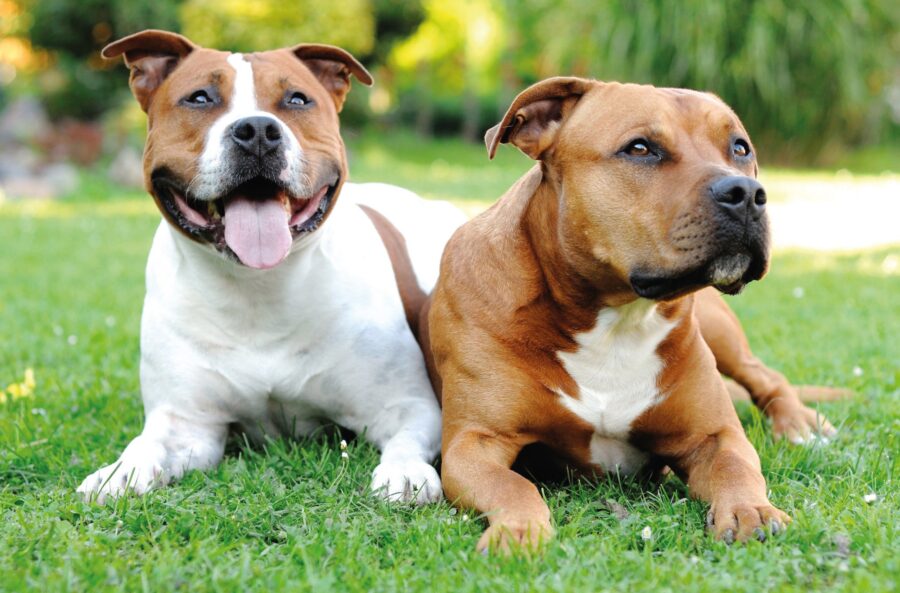 Come crescere un Amstaff: cura, attenzioni e consigli utili