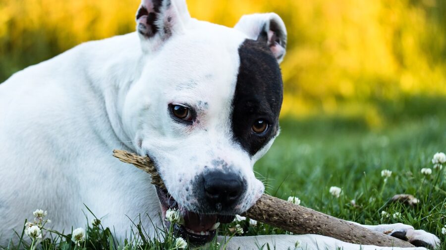 cane che gioca con un legnetto