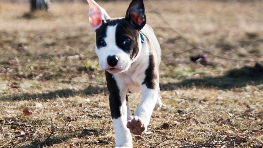 amstaff cucciolo