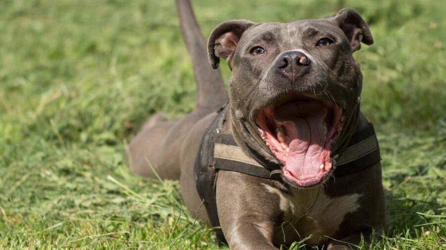 amstaff che sbadiglia