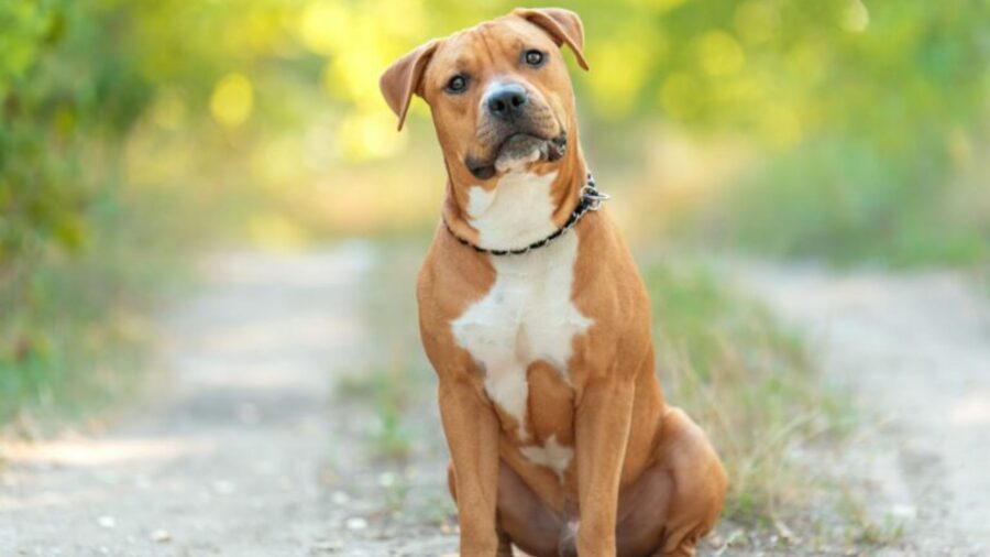 cane amstaff bianco e arancione