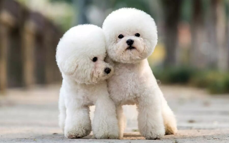 due cani barboncino bianchi