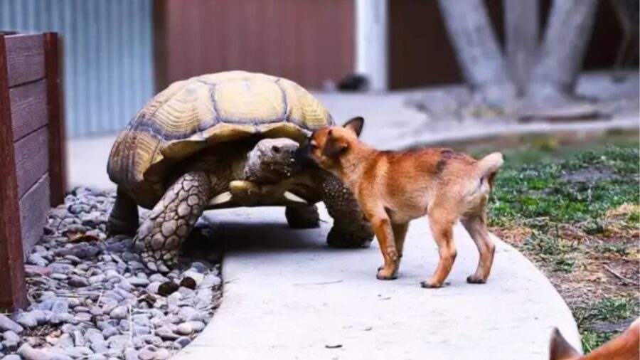 cuccioli con tartaruga gigante